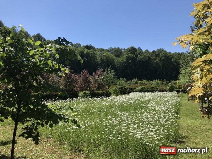 Zdjęcie w galerii na portalu naszraciborz.pl: W lesie Obora wszystko pięknie kwitnie wiadomości z regionu