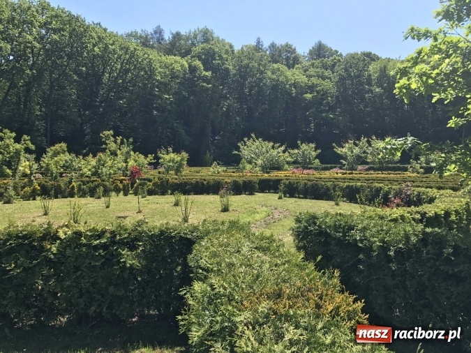 Zdjęcie w galerii na portalu naszraciborz.pl: W lesie Obora wszystko pięknie kwitnie wiadomości z regionu