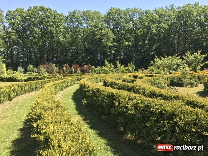 Zdjęcie w galerii na portalu naszraciborz.pl: W lesie Obora wszystko pięknie kwitnie wiadomości z regionu