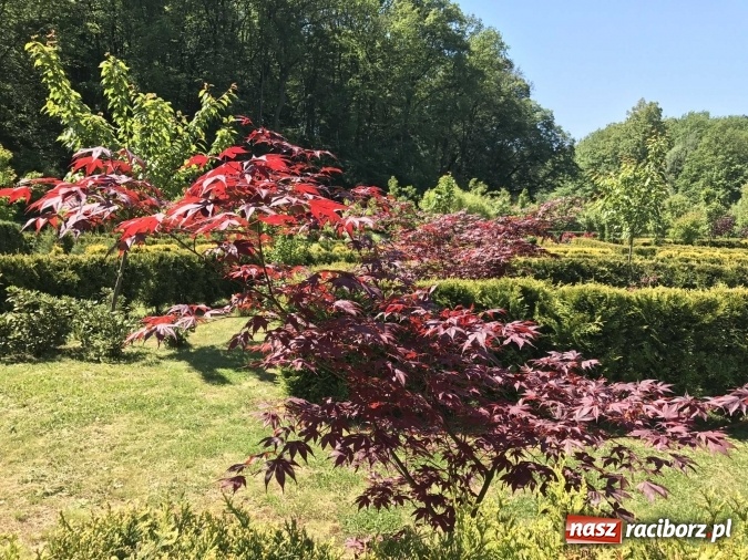 Zdjęcie w galerii na portalu naszraciborz.pl: W lesie Obora wszystko pięknie kwitnie wiadomości z regionu