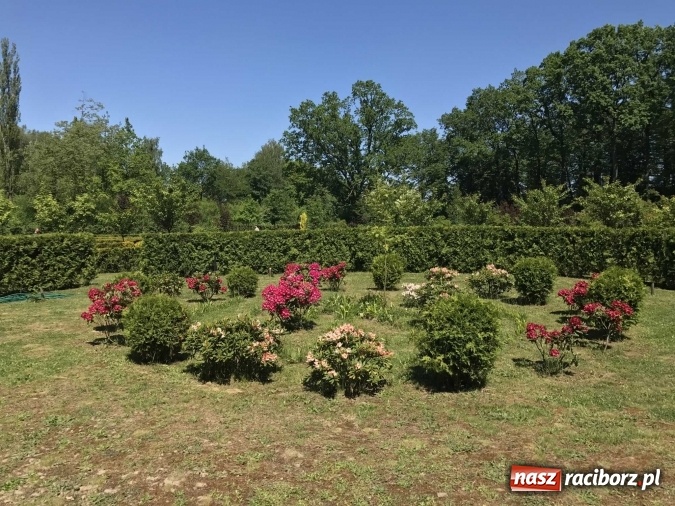 Zdjęcie w galerii na portalu naszraciborz.pl: W lesie Obora wszystko pięknie kwitnie wiadomości z regionu