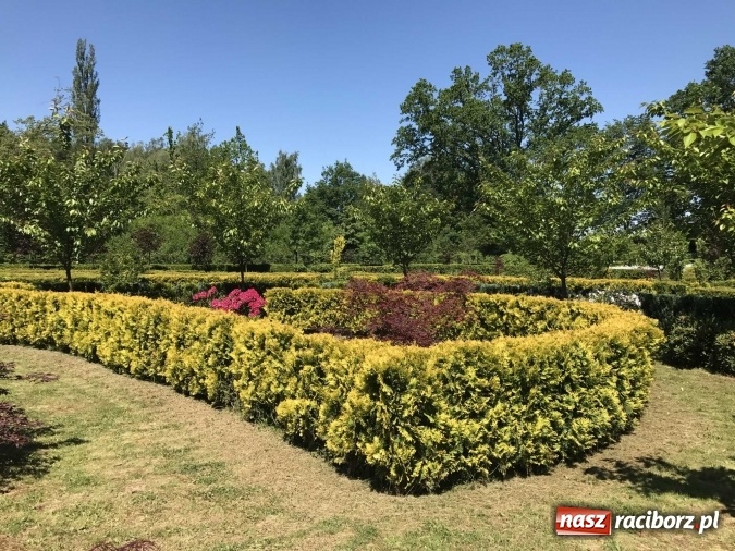 Zdjęcie w galerii na portalu naszraciborz.pl: W lesie Obora wszystko pięknie kwitnie wiadomości z regionu