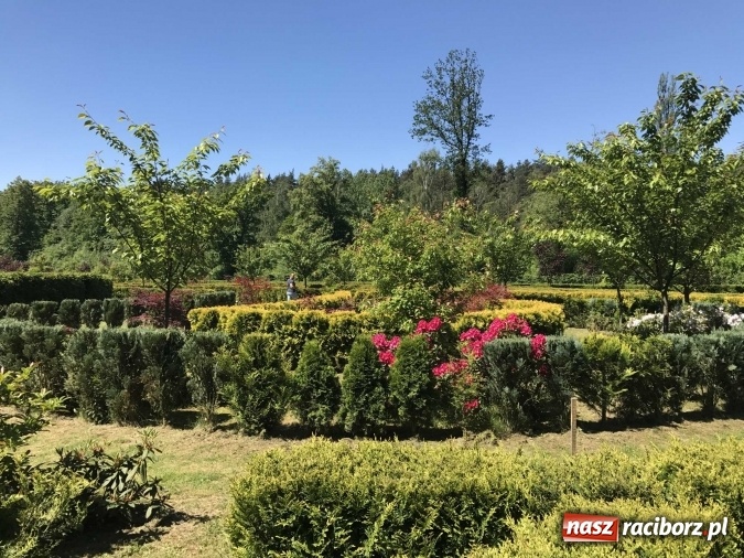 Zdjęcie w galerii na portalu naszraciborz.pl: W lesie Obora wszystko pięknie kwitnie wiadomości z regionu