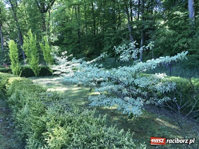 Zdjęcie w galerii na portalu naszraciborz.pl: W lesie Obora wszystko pięknie kwitnie wiadomości z regionu