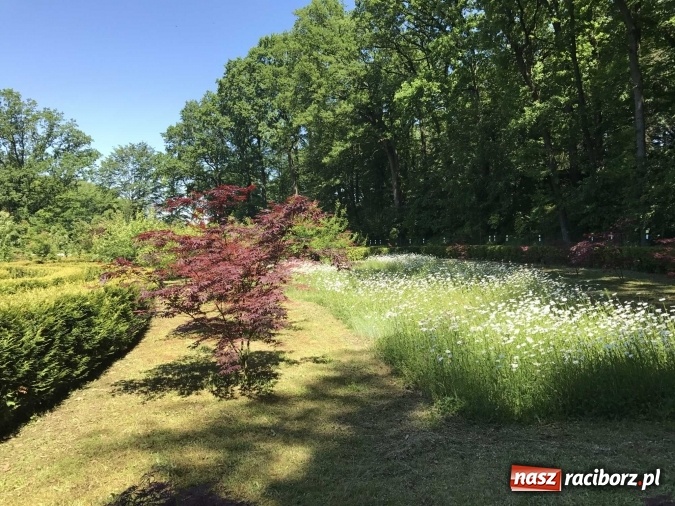 Zdjęcie w galerii na portalu naszraciborz.pl: W lesie Obora wszystko pięknie kwitnie wiadomości z regionu