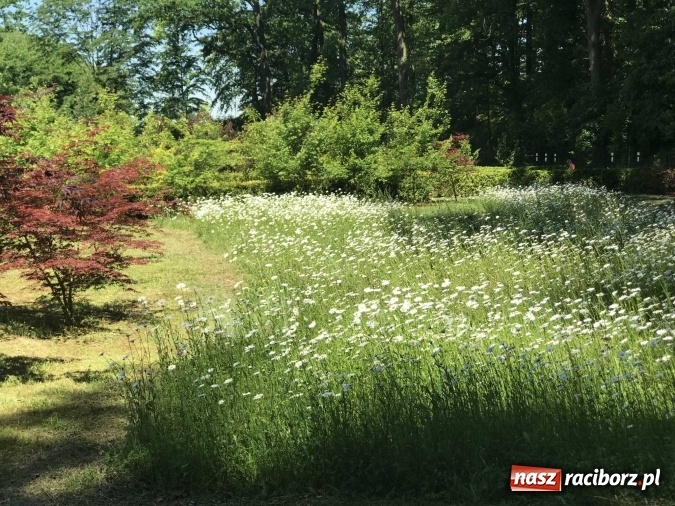 Zdjęcie w galerii na portalu naszraciborz.pl: W lesie Obora wszystko pięknie kwitnie wiadomości z regionu