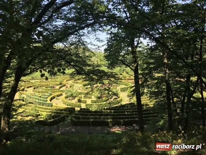 Zdjęcie w galerii na portalu naszraciborz.pl: W lesie Obora wszystko pięknie kwitnie wiadomości z regionu