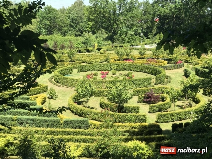 Zdjęcie w galerii na portalu naszraciborz.pl: W lesie Obora wszystko pięknie kwitnie wiadomości z regionu