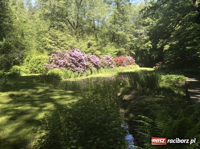 Zdjęcie w galerii na portalu naszraciborz.pl: W lesie Obora wszystko pięknie kwitnie wiadomości z regionu