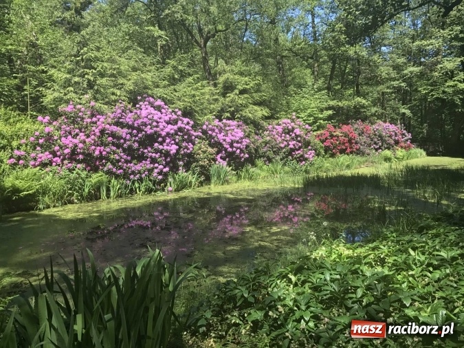 Zdjęcie w galerii na portalu naszraciborz.pl: W lesie Obora wszystko pięknie kwitnie wiadomości z regionu