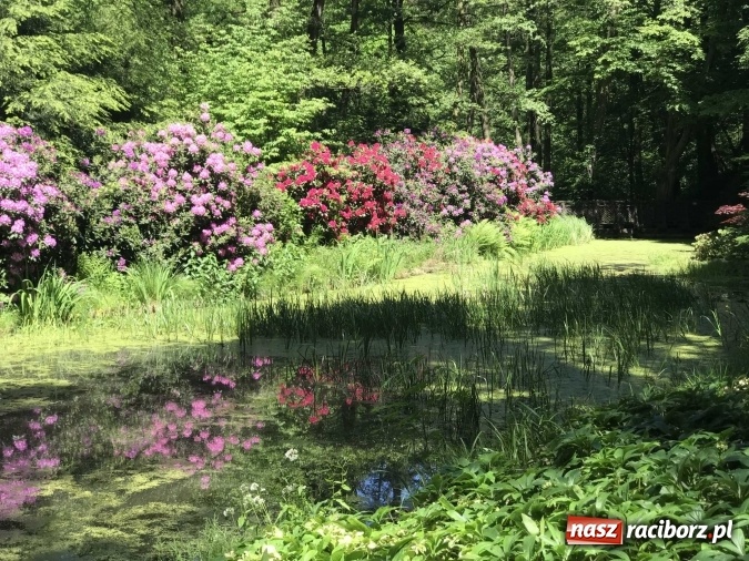 Zdjęcie w galerii na portalu naszraciborz.pl: W lesie Obora wszystko pięknie kwitnie wiadomości z regionu