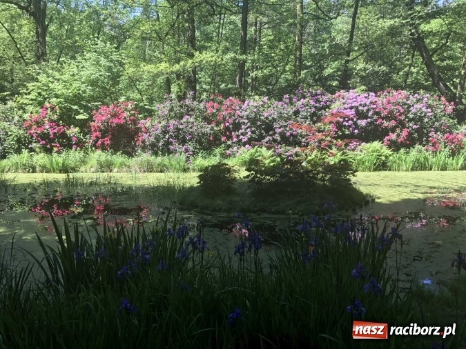 Zdjęcie w galerii na portalu naszraciborz.pl: W lesie Obora wszystko pięknie kwitnie wiadomości z regionu