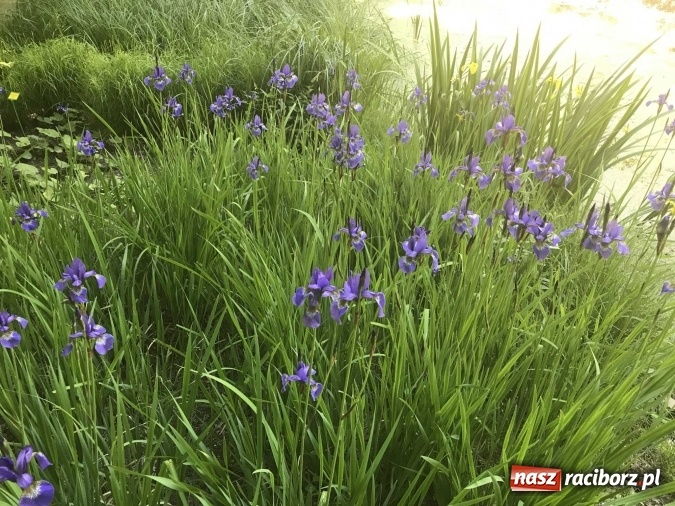 Zdjęcie w galerii na portalu naszraciborz.pl: W lesie Obora wszystko pięknie kwitnie wiadomości z regionu