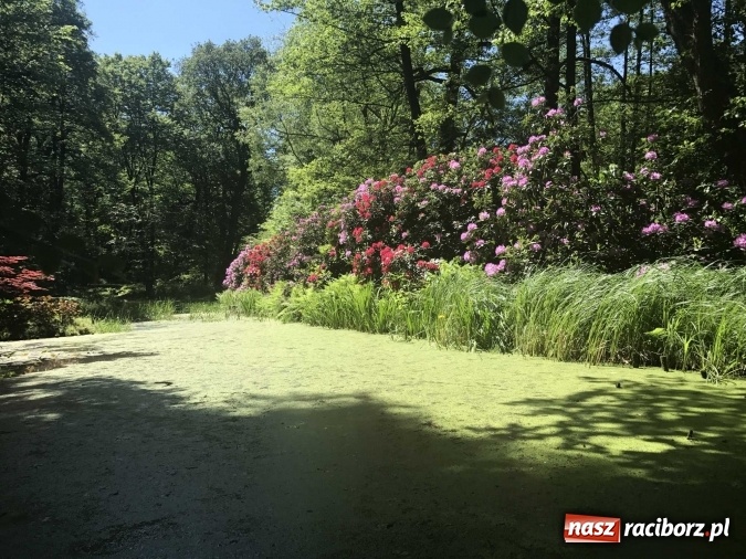 Zdjęcie w galerii na portalu naszraciborz.pl: W lesie Obora wszystko pięknie kwitnie wiadomości z regionu