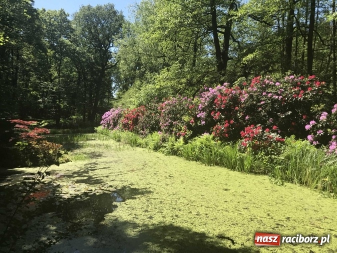Zdjęcie w galerii na portalu naszraciborz.pl: W lesie Obora wszystko pięknie kwitnie wiadomości z regionu