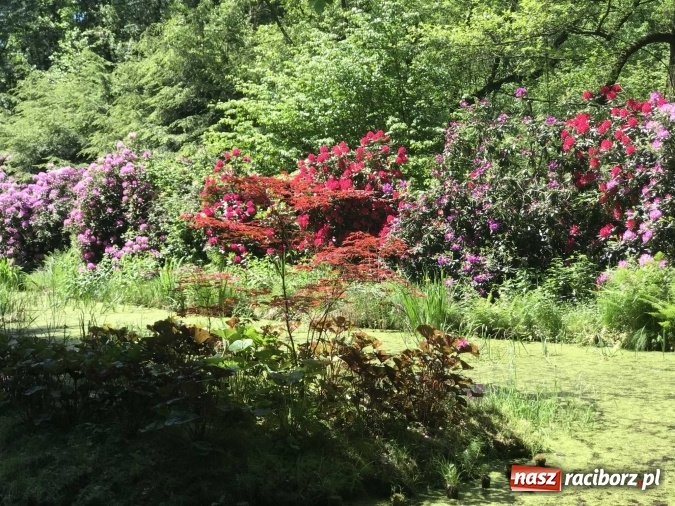 Zdjęcie w galerii na portalu naszraciborz.pl: W lesie Obora wszystko pięknie kwitnie wiadomości z regionu