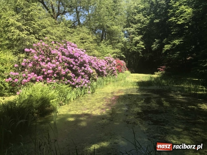 Zdjęcie w galerii na portalu naszraciborz.pl: W lesie Obora wszystko pięknie kwitnie wiadomości z regionu