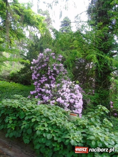 Zdjęcie w galerii na portalu naszraciborz.pl: O współpracy i integracji w Szkole Podstawowej nr 13 wiadomości z regionu