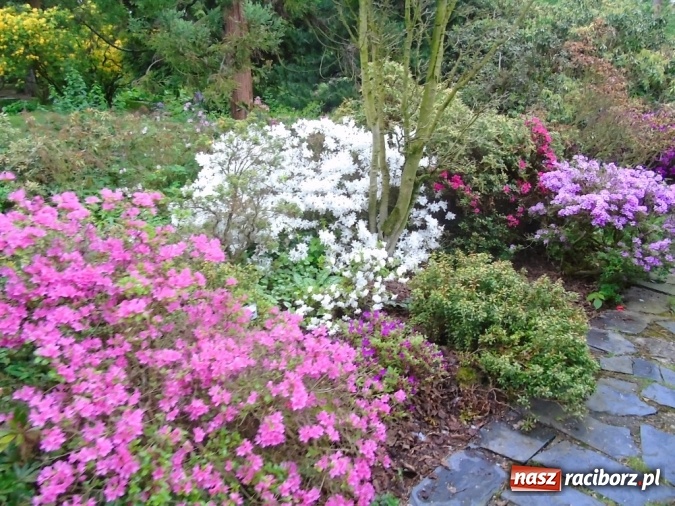 Zdjęcie w galerii na portalu naszraciborz.pl: O współpracy i integracji w Szkole Podstawowej nr 13 wiadomości z regionu