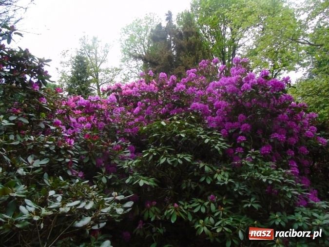 Zdjęcie w galerii na portalu naszraciborz.pl: O współpracy i integracji w Szkole Podstawowej nr 13 wiadomości z regionu