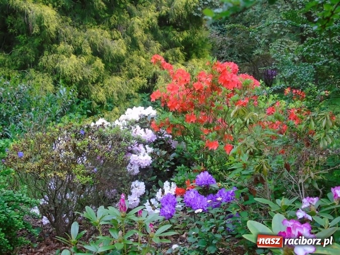 Zdjęcie w galerii na portalu naszraciborz.pl: O współpracy i integracji w Szkole Podstawowej nr 13 wiadomości z regionu