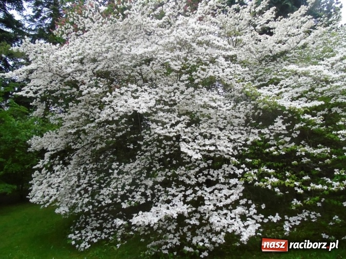 Zdjęcie w galerii na portalu naszraciborz.pl: O współpracy i integracji w Szkole Podstawowej nr 13 wiadomości z regionu