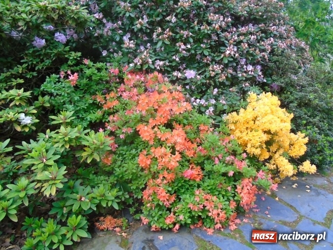 Zdjęcie w galerii na portalu naszraciborz.pl: O współpracy i integracji w Szkole Podstawowej nr 13 wiadomości z regionu