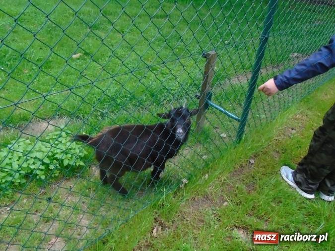 Zdjęcie w galerii na portalu naszraciborz.pl: O współpracy i integracji w Szkole Podstawowej nr 13 wiadomości z regionu