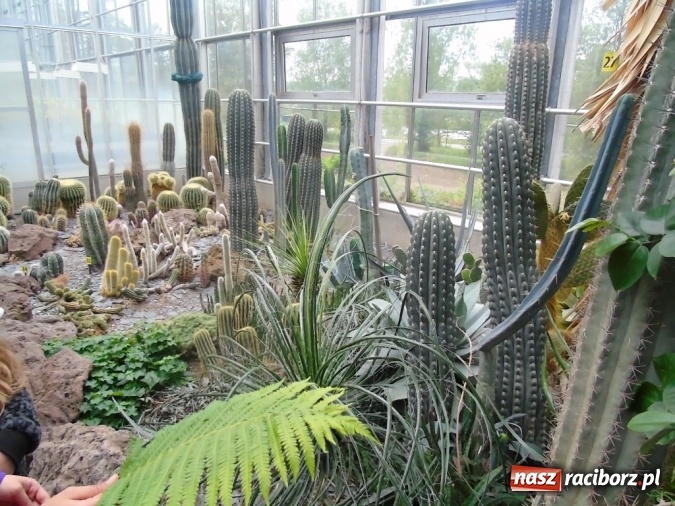 Zdjęcie w galerii na portalu naszraciborz.pl: O współpracy i integracji w Szkole Podstawowej nr 13 wiadomości z regionu