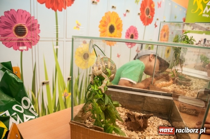 Zdjęcie w galerii na portalu naszraciborz.pl: Było nadzwyczajnie! Szkoła Podstawowa nr 18 zaprosiła na rodzinny festyn z okazji Dnia Dziecka wiadomości z regionu