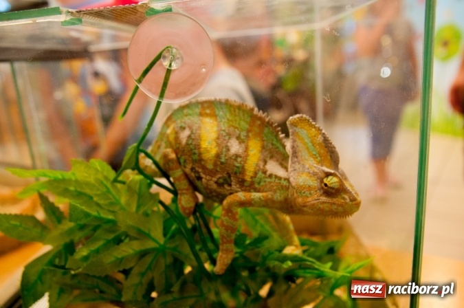 Zdjęcie w galerii na portalu naszraciborz.pl: Było nadzwyczajnie! Szkoła Podstawowa nr 18 zaprosiła na rodzinny festyn z okazji Dnia Dziecka wiadomości z regionu