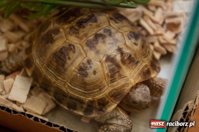 Zdjęcie w galerii na portalu naszraciborz.pl: Było nadzwyczajnie! Szkoła Podstawowa nr 18 zaprosiła na rodzinny festyn z okazji Dnia Dziecka wiadomości z regionu