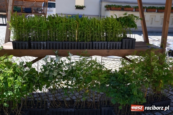 Zdjęcie w galerii na portalu naszraciborz.pl: IV Czym Nędza bogata! - rodzinny piknik na Zamku Piastowskim za nami  wiadomości z regionu