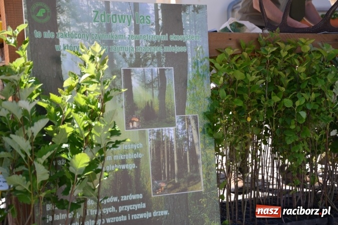 Zdjęcie w galerii na portalu naszraciborz.pl: IV Czym Nędza bogata! - rodzinny piknik na Zamku Piastowskim za nami  wiadomości z regionu