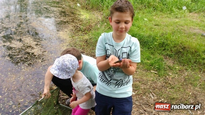 Zdjęcie w galerii na portalu naszraciborz.pl: Festyn wędkarski z okazji Dnia Dziecka wiadomości z regionu