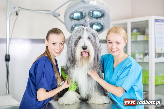 Zdjęcie w galerii na portalu naszraciborz.pl: Walczymy z mitami – po technikum też można iść na studia! wiadomości z regionu