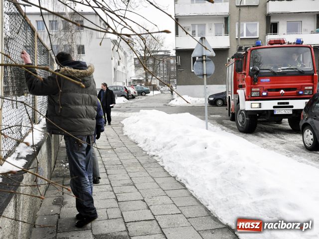 Zdjęcie w galerii na portalu naszraciborz.pl: Ranna kuna w centrum Raciborza wiadomości z regionu
