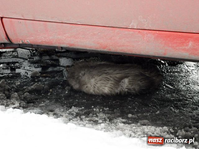 Zdjęcie w galerii na portalu naszraciborz.pl: Ranna kuna w centrum Raciborza wiadomości z regionu