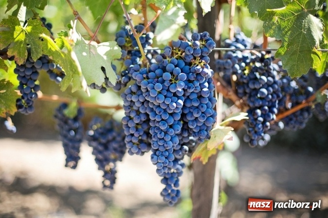 Zdjęcie w galerii na portalu naszraciborz.pl: Przygoda u stóp Kaukazu? Orinoko zaprasza na wyprawę życia do Gruzji wiadomości z regionu