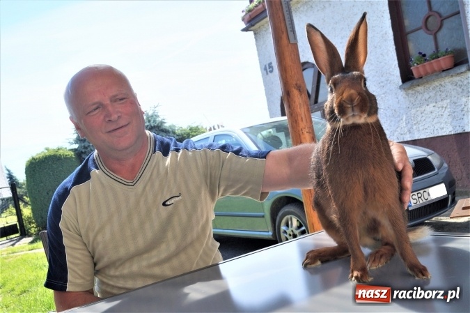 Zdjęcie w galerii na portalu naszraciborz.pl: Królikarz z Nędzy z medalami za hodowlę  wiadomości z regionu