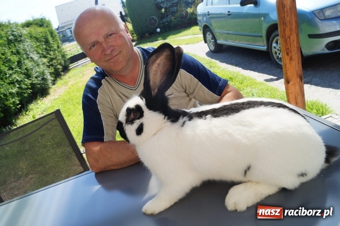 Zdjęcie w galerii na portalu naszraciborz.pl: Królikarz z Nędzy z medalami za hodowlę  wiadomości z regionu
