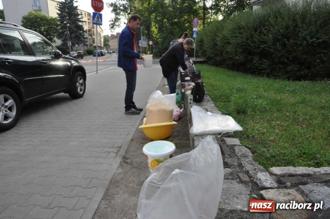 Zdjęcie w galerii na portalu naszraciborz.pl: Racibórz od świtu stroi się na Boże Ciało  wiadomości z regionu