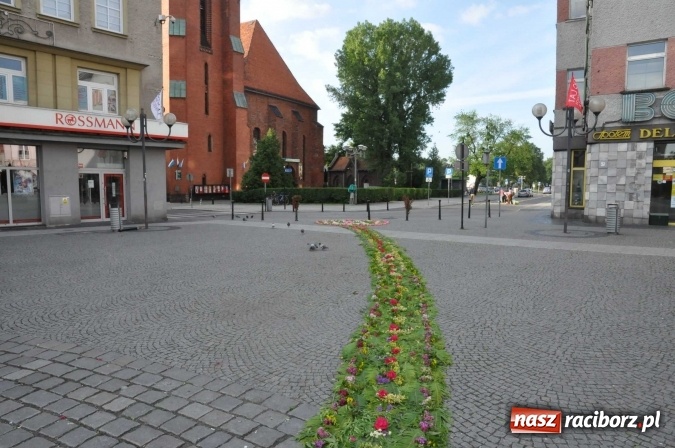 Zdjęcie w galerii na portalu naszraciborz.pl: Racibórz od świtu stroi się na Boże Ciało  wiadomości z regionu