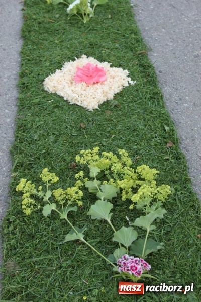 Zdjęcie w galerii na portalu naszraciborz.pl: Kwietne dywany w Wojnowicach  wiadomości z regionu