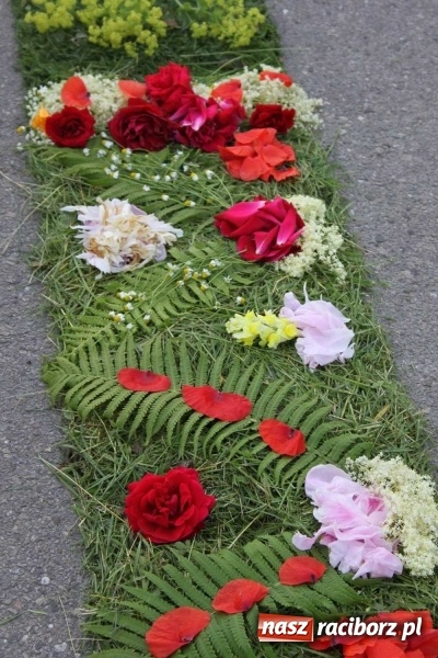 Zdjęcie w galerii na portalu naszraciborz.pl: Kwietne dywany w Wojnowicach  wiadomości z regionu