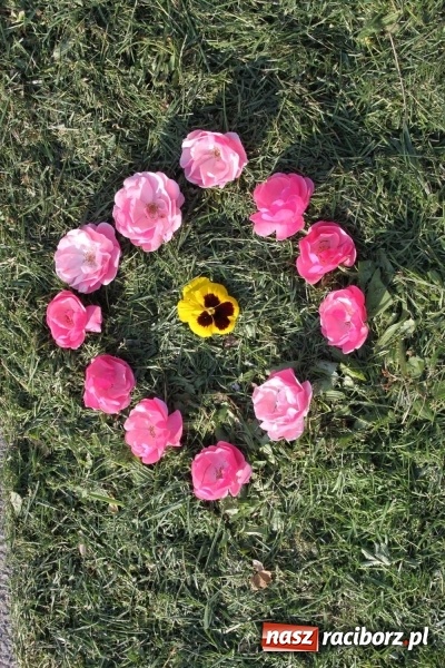 Zdjęcie w galerii na portalu naszraciborz.pl: Kwietne dywany w Wojnowicach  wiadomości z regionu