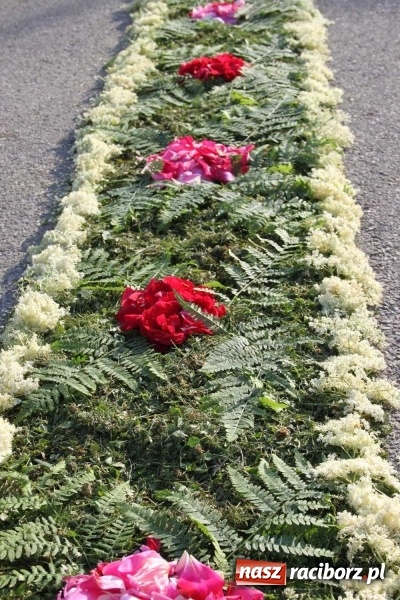 Zdjęcie w galerii na portalu naszraciborz.pl: Kwietne dywany w Wojnowicach  wiadomości z regionu