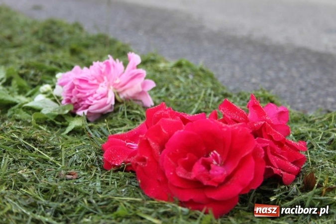 Zdjęcie w galerii na portalu naszraciborz.pl: Kwietne dywany w Wojnowicach  wiadomości z regionu