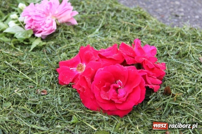 Zdjęcie w galerii na portalu naszraciborz.pl: Kwietne dywany w Wojnowicach  wiadomości z regionu