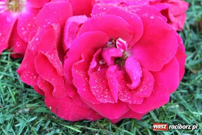 Zdjęcie w galerii na portalu naszraciborz.pl: Kwietne dywany w Wojnowicach  wiadomości z regionu